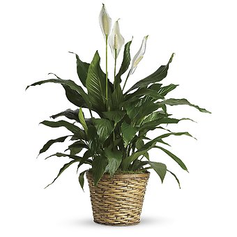 Spathiphyllum (Peace Lily) - Medium