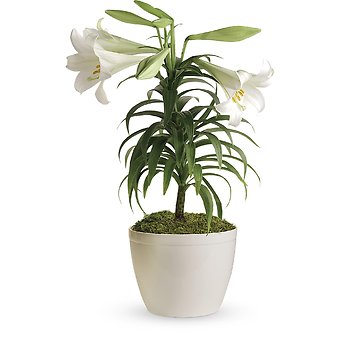 Easter Lily Plant
