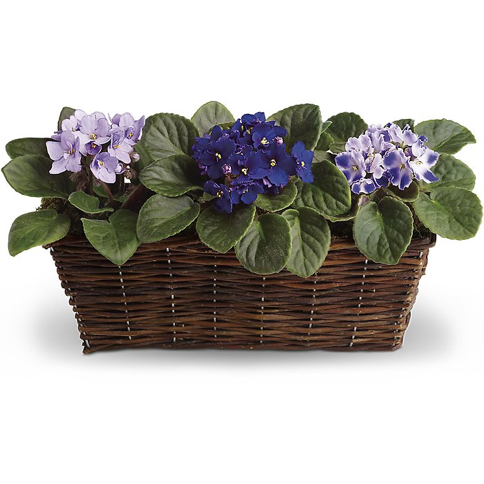 Sweet Violet Trio