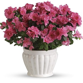 Pretty In Pink Azalea